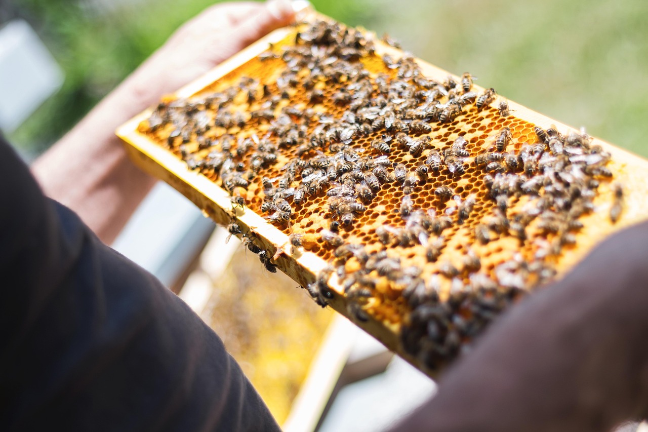 Beekeeper holding a honeycomb frame with bees